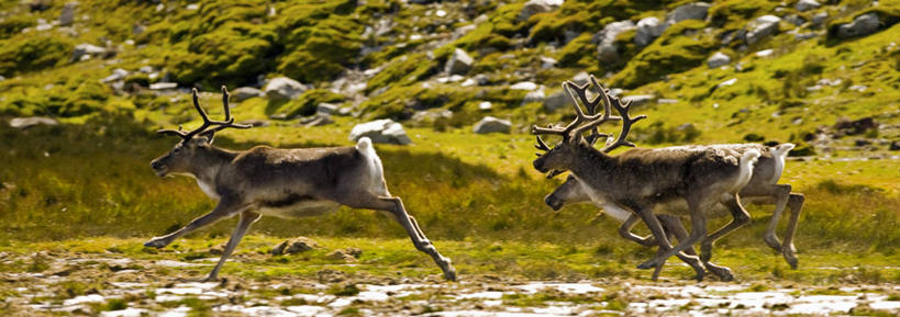 跑,横图,全景,室外,白天,侧面,海洋,水,哺乳动物,鹿,野生动物,三只,自然,动物,大西洋,可爱,摄影,活泼,恐怖,次南极区群岛,大西洋群岛,驯鹿,彩图,南冰洋