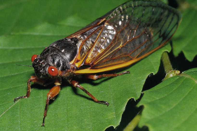 成年人,无人,横图,室外,特写,白天,蝉,叶子,昆虫,自然,摄影,北美,彩图
