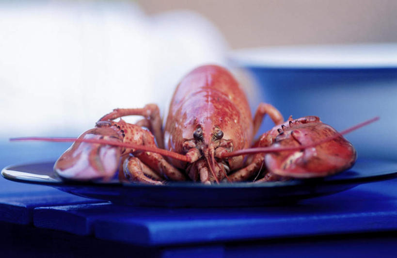 无人,横图,室内,特写,白天,正面,兴奋,热情,阴影,朦胧,模糊,光线,影子,陶瓷,陶瓷制品,开放,一只,红色,盘子,容器,碗,健康,温暖,奔放,活力,积极,激情,朝气,小龙虾,储藏,暖色,吉祥,生命,储存,饱满,革命,淡水小龙虾,红螯虾,克氏原螯虾,剌蛄,热烈,赤色,充实,斗志,喜气,主动,彩图,欢乐,贮存