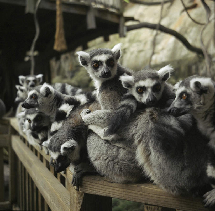 无人,动物园,栏杆,站,横图,室内,白天,正面,旅游,度假,植物,哺乳动物,猴,野生动物,猴子,瑞典,欧洲,一排,一群,许多,阴影,朦胧,模糊,整齐,光线,木制,影子,围栏,枝条,很多,扭头,注视,娱乐,护栏,树,树木,树枝,排列,阳光,动物,木制品,观察,看,站着,转头,享受,休闲,放松,可爱,活泼,观看,察看,斯堪的纳维亚,队列,关注,狐猴,北欧,斯堪的纳维亚半岛,瑞典王国,虬枝,枝杈,站立,半身,彩图