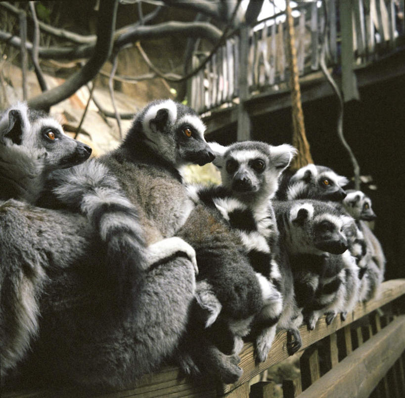 无人,动物园,栏杆,站,横图,室内,白天,正面,旅游,度假,植物,哺乳动物,猴,野生动物,猴子,瑞典,欧洲,一排,一群,许多,阴影,朦胧,模糊,整齐,光线,木制,影子,围栏,枝条,很多,扭头,注视,娱乐,护栏,树,树木,树枝,排列,阳光,动物,木制品,观察,看,站着,转头,享受,休闲,放松,可爱,活泼,观看,察看,斯堪的纳维亚,队列,关注,狐猴,北欧,斯堪的纳维亚半岛,瑞典王国,虬枝,枝杈,站立,半身,彩图