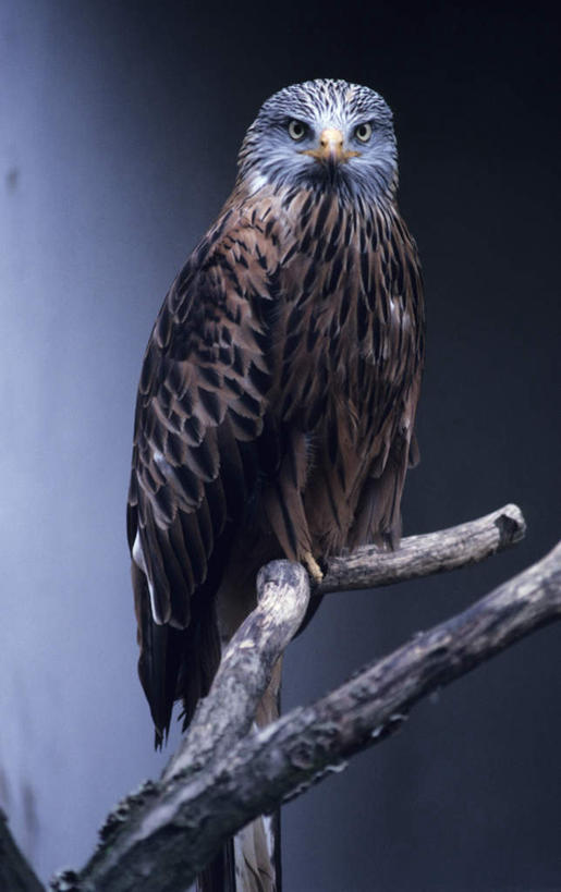 无人,站,竖图,室外,特写,白天,正面,旅游,度假,美景,植物,鸟,羽毛,朦胧,模糊,轻盈,柔软,鸟类,景观,枝条,注视,娱乐,树,树木,树枝,一只,自然,观察,看,站着,享受,休闲,景色,放松,观看,察看,关注,自然风光,猎鹰,轻柔,隼,虬枝,枝杈,猎隼,站立,彩图,全身