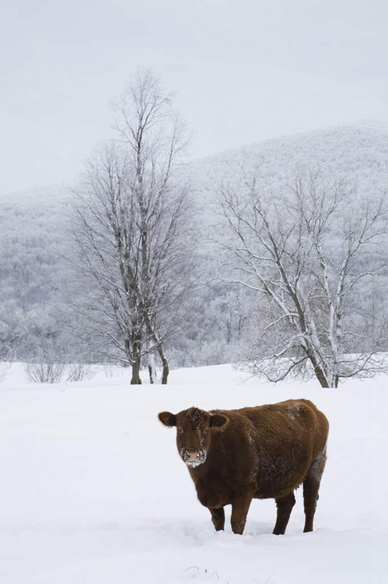无人,站,竖图,室外,白天,侧面,旅游,度假,美景,雪,植物,大雪,牛,加拿大,阴影,朦胧,模糊,光线,影子,积雪,景观,雪景,冬季,冬天,注视,娱乐,树,树木,一只,蓝色,绿色,蓝天,天空,阳光,自然,动物,天,观察,看,站着,享受,休闲,家畜,景色,放松,寒冷,牲畜,生长,晴朗,成长,观看,察看,北美,北美洲,关注,自然风光,美洲,万里无云,北亚美利加洲,亚美利加洲,严寒,魁北克省,晴空,晴空万里,站立,彩图,全身