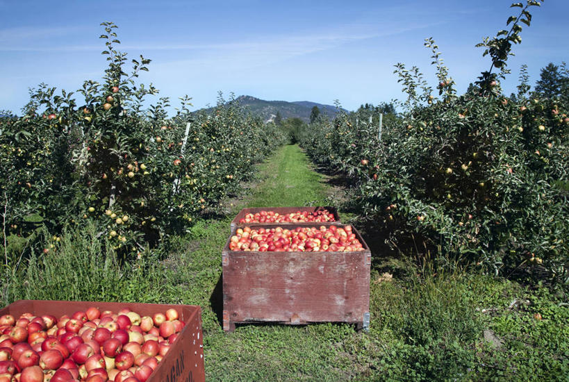 无人,交叉,横图,俯视,室外,白天,石头,山,山脉,植物,竹子,苹果,水果,加拿大,一堆,一排,阴影,堆叠,堆积,竹制,新鲜,整齐,编织,光线,篮子,石子,影子,山峰,云,云朵,生食,食品,果实,山峦,云彩,树,树木,食物,排列,蓝色,绿色,白云,蓝天,天空,阳光,自然,竹篮,群山,天,有机食品,绿色食品,生长,晴朗,成长,竹条,堆,交织,北美,竹制品,北美洲,队列,美洲,北亚美利加洲,亚美利加洲,穿插,石块,岩石,晴空,彩图,高角度拍摄