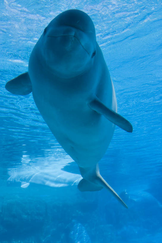 游泳,无人,竖图,室外,特写,白天,仰视,旅游,度假,海浪,海洋,美景,哺乳动物,鲸鱼,加拿大,一条,阴影,光线,影子,景观,浪花,娱乐,海洋生物,阳光,自然,海水,享受,休闲,景色,放松,鲸,北美,北美洲,自然风光,水生动物,美洲,白鲸,水生物,海景,海底动物,北亚美利加洲,亚美利加洲,泅水,贝鲁卡鲸,拍浮,大海,风浪,海,海水的波动,近岸浪,涌浪,彩图,低角度拍摄,全身