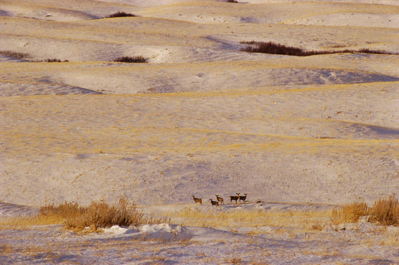 无人,走,横图,俯视,室外,白天,草地,草原,草坪,美景,植物,哺乳动物,鹿,野生动物,加拿大,枯萎,荒野,景观,旷野,热带,注视,草,自然,动物,观察,看,景色,可爱,活泼,五只,观看,死亡,察看,北美,北美洲,关注,自然风光,原野,美洲,荒原,北亚美利加洲,亚美利加洲,枯败,步行,散步,走路,彩图,高角度拍摄,全身