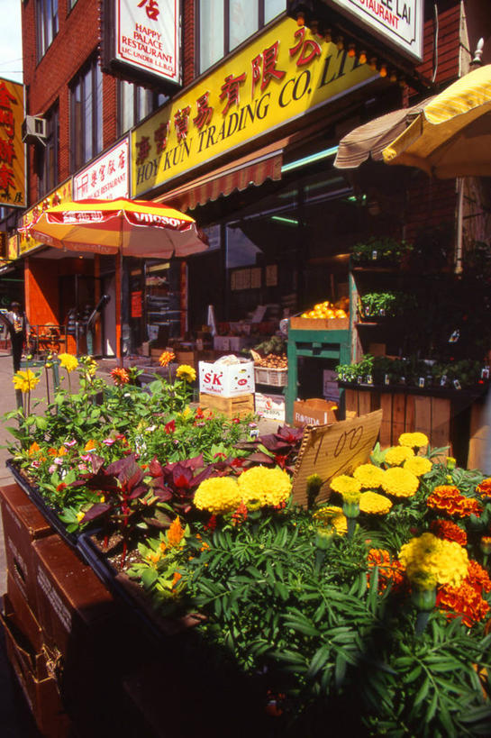 无人,商店,竖图,彩色,室外,白天,仰视,度假,花海,花圃,美景,植物,城市风光,城市,水果,叶子,加拿大,一堆,阴影,堆叠,堆积,新鲜,盛开,光线,标志,文字,影子,字符,景观,唐人街,生食,食品,果实,市场,花蕾,娱乐,标识,商铺,花,花瓣,花朵,花卉,鲜花,食物,绿色,阳光,花丛,花束,花田,花苞,花蕊,享受,休闲,汉字,景色,放松,茂密,有机食品,绿色食品,茂盛,堆,五颜六色,色彩斑斓,北美,北美洲,中文,美洲,五彩缤纷,多伦多,省会,北亚美利加洲,亚美利加洲,国文,华文,五彩斑斓,市肆,商号,安大略省,安省,北方好莱坞,多伦多市,五光十色,彩图,低角度拍摄,店铺,多伦多唐人街