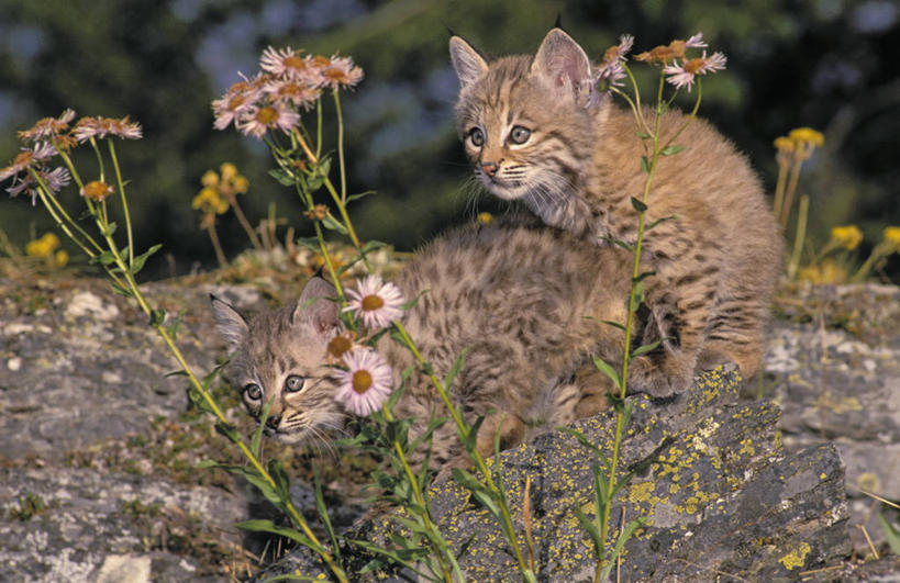 无人,站,横图,室外,白天,侧面,旅游,度假,草地,草坪,石头,美景,猫,野生动物,叶子,阴影,条纹,朦胧,模糊,盛开,光线,石子,影子,景观,绿叶,花蕾,娱乐,草,花,花瓣,花朵,鲜花,一只,红色,白色,阳光,自然,动物,花苞,花蕊,站着,享受,休闲,嫩叶,景色,放松,幼崽,皮毛,北美,北美洲,自然风光,野猫,美洲,凶猛,洛矶山脉,落基山脉,北亚美利加洲,亚美利加洲,斑猫,草原斑猫,残暴,凶残,叶,叶片,石块,岩石,站立,彩图,全身