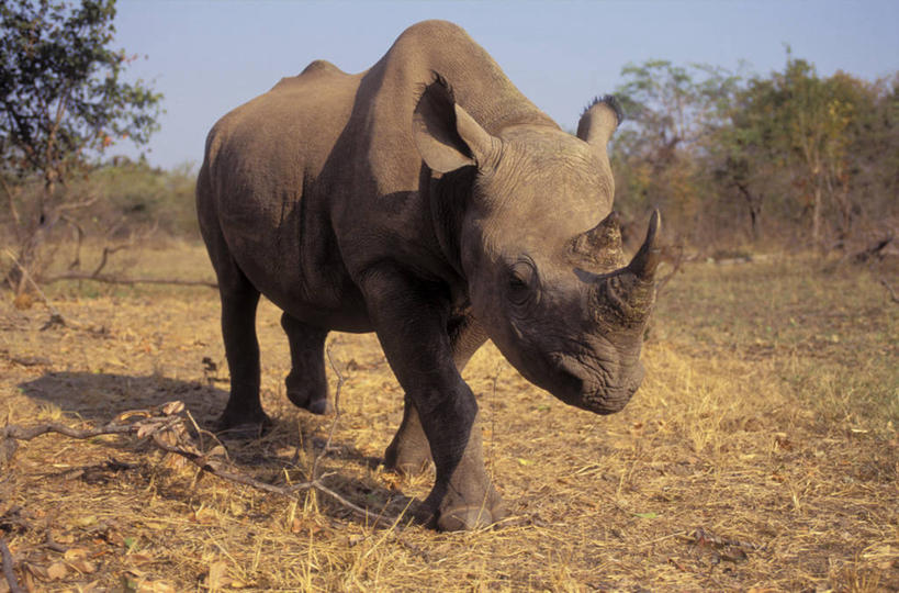 无人,走,横图,室外,白天,正面,旅游,度假,美景,植物,野生动物,非洲,津巴布韦,阴影,枯萎,光线,影子,景观,枯草,注视,娱乐,草,树,树木,一只,黄色,蓝色,绿色,蓝天,天空,阳光,自然,动物,天,观察,看,享受,休闲,景色,放松,生长,晴朗,成长,观看,察看,关注,自然风光,凶猛,黑犀,黑犀牛,万里无云,阿非利加洲,津巴布韦共和国,辛巴威,残暴,凶残,晴空,晴空万里,犀牛,步行,散步,走路,彩图,全身