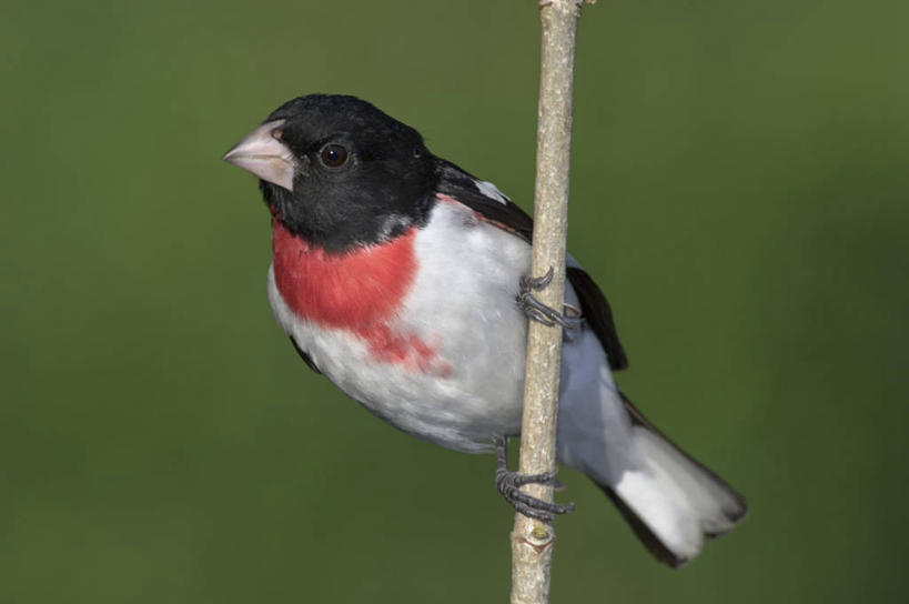 无人,站,横图,室外,特写,白天,正面,旅游,度假,美景,植物,鸟,加拿大,阴影,朦胧,模糊,光线,鸟类,影子,景观,枝条,注视,娱乐,树,树木,树枝,一只,阳光,自然,观察,看,站着,享受,休闲,景色,放松,观看,察看,北美,北美洲,关注,自然风光,美洲,北亚美利加洲,亚美利加洲,安大略省,安省,虬枝,枝杈,蜡嘴鸟,梅花雀,站立,彩图,全身