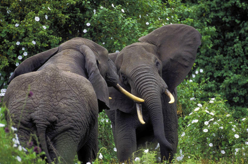 背部,无人,公园,站,横图,室外,白天,正面,旅游,度假,草地,草坪,美景,树林,植物,哺乳动物,大象,野生动物,叶子,非洲,坦桑尼亚,两头,许多,阴影,盛开,光线,影子,景观,绿叶,非洲象,花蕾,注视,娱乐,草,花,花瓣,花朵,鲜花,树,树木,绿色,白色,灰色,阳光,自然,动物,花苞,花蕊,观察,看,站着,享受,休闲,嫩叶,景色,放松,巨大,庞大,生长,成长,观看,打架,察看,国家公园,关注,自然风光,首府,阿鲁沙,阿鲁沙区,东非,坦桑尼亚联合共和国,宏大,硕大,伟大,塔兰吉雷国家公园,叶,叶片,象,站立,半身,彩图