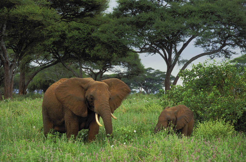 无人,家庭,公园,站,吃,横图,室外,白天,正面,旅游,度假,草地,草坪,美景,植物,哺乳动物,大象,野生动物,非洲,坦桑尼亚,两头,景观,非洲象,注视,娱乐,草,树,树木,绿色,自然,动物,观察,看,站着,享受,休闲,温暖,温馨,一家人,景色,放松,生长,成长,观看,和睦,察看,国家公园,关注,自然风光,首府,阿鲁沙,阿鲁沙区,东非,坦桑尼亚联合共和国,塔兰吉雷国家公园,象,嚼,食,站立,彩图,全身,融洽