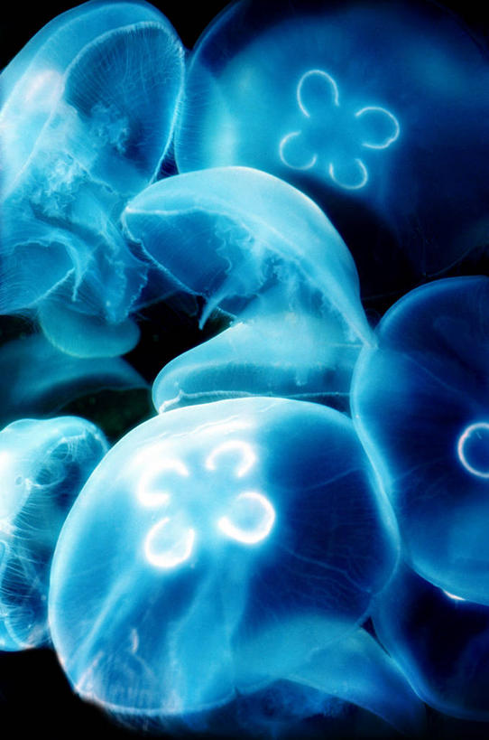 无人,竖图,室外,白天,正面,海底,水下,许多,阴影,形状,透明,发光,光线,影子,水底,很多,美丽,海洋生物,无脊椎动物,蓝色,阳光,海底世界,游动,水生动物,浮游动物,水生物,凶猛,海底动物,理智,沉静,形态,外形,冷色,高深,冷淡,海床,水母,半身,彩图