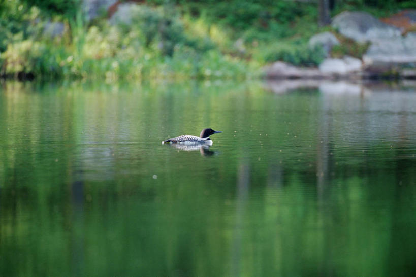 游泳,无人,横图,室外,白天,侧面,草地,草坪,河流,石头,美景,水,植物,鸟,阴影,波纹,平静,光线,鸟类,石子,影子,河水,景观,水流,草,一只,绿色,倒影,水纹,阳光,自然,波浪,景色,安静,宁静,倒映,静谧,自然风光,潜鸟,沉静,泅水,恬静,安祥,僻静,清静,太平,普通潜鸟,反照,拍浮,石块,岩石,彩图,全身