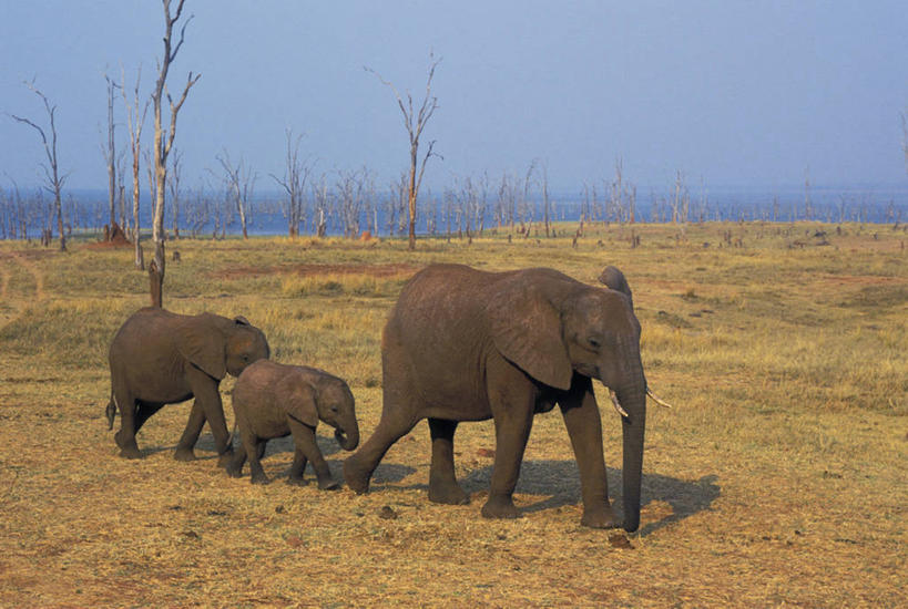 无人,走,横图,室外,白天,侧面,旅游,度假,草地,草原,美景,植物,哺乳动物,大象,野生动物,非洲,阴影,枯萎,光线,影子,景观,旷野,云,云朵,云彩,娱乐,草,树,树木,蓝色,绿色,白云,蓝天,天空,阳光,自然,动物,天,享受,休闲,景色,放松,三头,生长,幼崽,成长,死亡,自然风光,原野,枯败,象,步行,散步,走路,彩图,全身