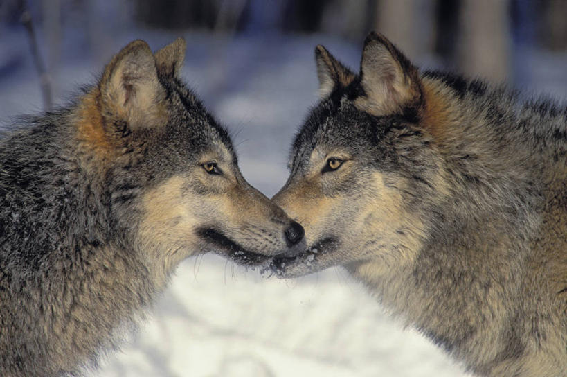 无人,站,摸,横图,室外,白天,侧面,旅游,度假,美景,雪,植物,大雪,狼,野生动物,美国,两条,抚摸,阴影,光线,影子,积雪,景观,雪景,冬季,冬天,注视,娱乐,树,树木,绿色,灰色,阳光,自然,动物,观察,看,站着,享受,休闲,景色,放松,寒冷,生长,成长,观看,察看,北美,北美洲,关注,自然风光,美洲,凶猛,明尼苏达州,北亚美利加洲,亚美利加洲,严寒,明尼苏达,北星之州,残暴,凶残,灰狼,触摸,接触,站立,半身,彩图,犬科动物