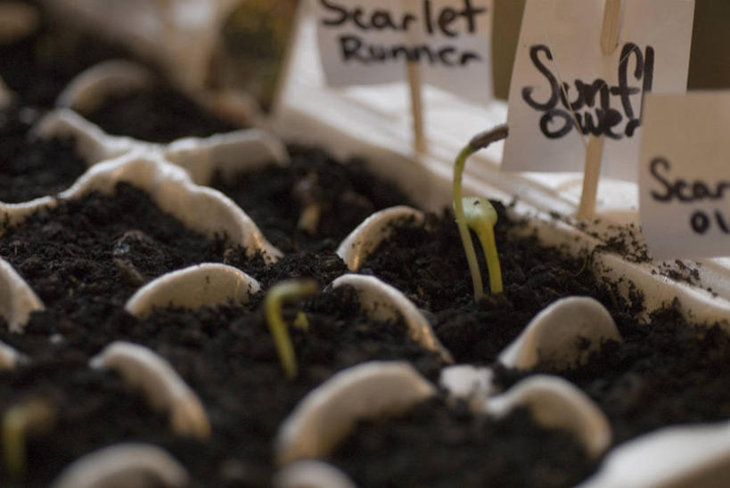 无人,横图,俯视,室外,白天,旅游,度假,阴影,朦胧,模糊,光线,标牌,标志,文字,影子,字符,字母,泥土,土壤,娱乐,标识,一个,阳光,享受,休闲,放松,生长,成长,鸡蛋盒,秧苗,发展,彩图,高角度拍摄