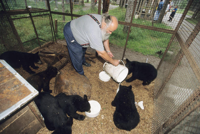 西方人,胡须,一个人,动物园,站,吃,横图,俯视,室外,白天,草地,草坪,植物,野生动物,熊,黑熊,欧洲,欧洲人,仅一个男性,仅一个人,许多,弯腰,握,阴影,枯萎,光线,影子,枯草,笼子,很多,拿,拿着,草,黄色,绿色,阳光,动物,趴着,站着,仅一个老年男性,握着,五只,铁笼,凶猛,弯身,黑瞎子,熊瞎子,残暴,凶残,老年男性,男人,男性,白种人,胡子,络腮胡,嚼,趴,食,站立,彩图,高角度拍摄,全身