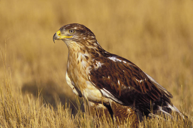 无人,站,横图,室外,特写,白天,侧面,美景,植物,鸟,野生动物,鹰,羽毛,阴影,枯萎,轻盈,柔软,平静,光线,鸟类,影子,景观,枯草,注视,草,一只,黄色,阳光,自然,动物,观察,看,站着,景色,安静,观看,宁静,察看,关注,静谧,自然风光,凶猛,哈里斯鹰,鸢,轻柔,沉静,恬静,安祥,僻静,清静,太平,栗翅鹰,残暴,凶残,老鹰,站立,彩图,全身