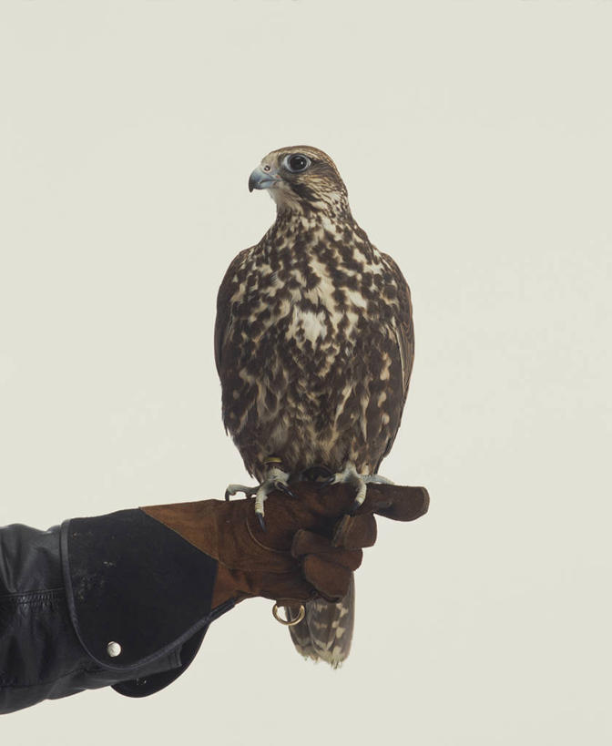 西方人,一个人,站,伸展双臂,竖图,室内,白天,白色背景,鸟,欧洲,欧洲人,仅一个男性,仅一个人,装饰,鸟类,仅一个年轻男性,一只,背面,手套,站着,温暖,摄影,影棚,保暖,华丽,点缀,御寒,猎鹰,衬托,美观,雅致,雅观,隼,猎隼,男人,男性,年轻男性,白种人,敞开双臂,伸开双臂,展开双肩,站立,张开手臂,张开双臂,半身,彩图,影棚拍摄,拍摄