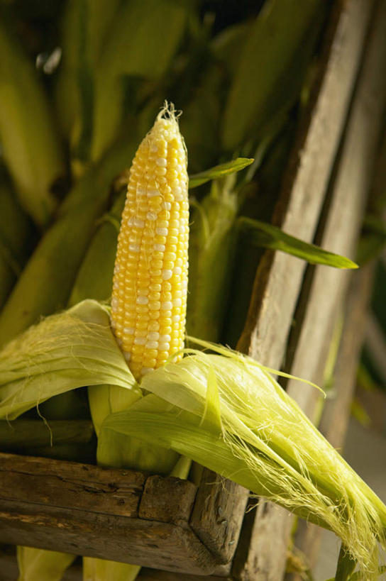 无人,竖图,俯视,室外,特写,白天,旅游,度假,玉米,一堆,许多,堆叠,堆积,朦胧,模糊,棒子,玉蜀黍,很多,娱乐,容器,享受,休闲,放松,储藏,堆,苞米,储存,苞芦,苞谷,板条箱,包谷,大蜀黍,番麦,薏米包,玉高粱,玉麦,珍珠米,彩图,高角度拍摄,贮存