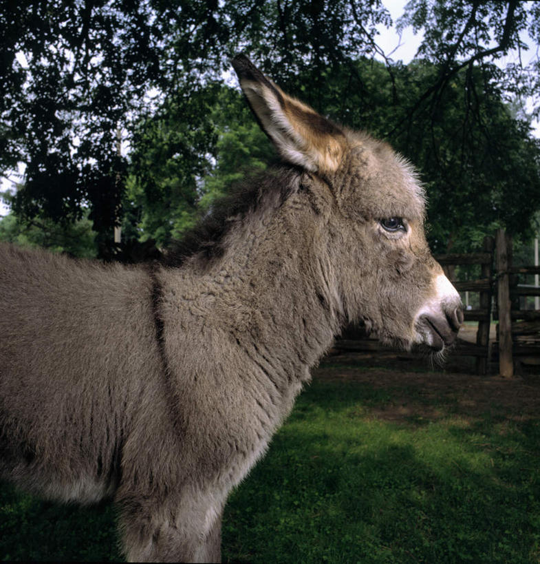 无人,站,竖图,室外,白天,侧面,旅游,度假,草地,草坪,美景,植物,美国,阴影,光线,影子,景观,注视,娱乐,草,树,树木,一只,蓝色,绿色,蓝天,天空,阳光,自然,动物,天,低头,观察,看,站着,享受,休闲,家畜,景色,放松,牲畜,生长,成长,观看,察看,北美,北美洲,关注,自然风光,美洲,驴,密西西比州,北亚美利加洲,亚美利加洲,密西西比,木兰之州,驴子,站立,半身,彩图