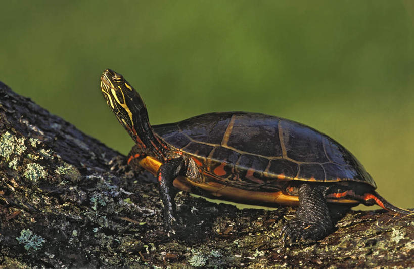 无人,站,横图,室外,特写,白天,侧面,美景,龟,叶子,加拿大,阴影,朦胧,模糊,光线,影子,景观,绿叶,树桩,注视,树,树干,一只,阳光,自然,观察,看,站着,健康,嫩叶,木桩,景色,观看,察看,北美,北美洲,关注,自然风光,坚定,美洲,新斯科舍,北亚美利加洲,亚美利加洲,长寿,乌龟,新斯科舍省,叶,叶片,站立,彩图,全身