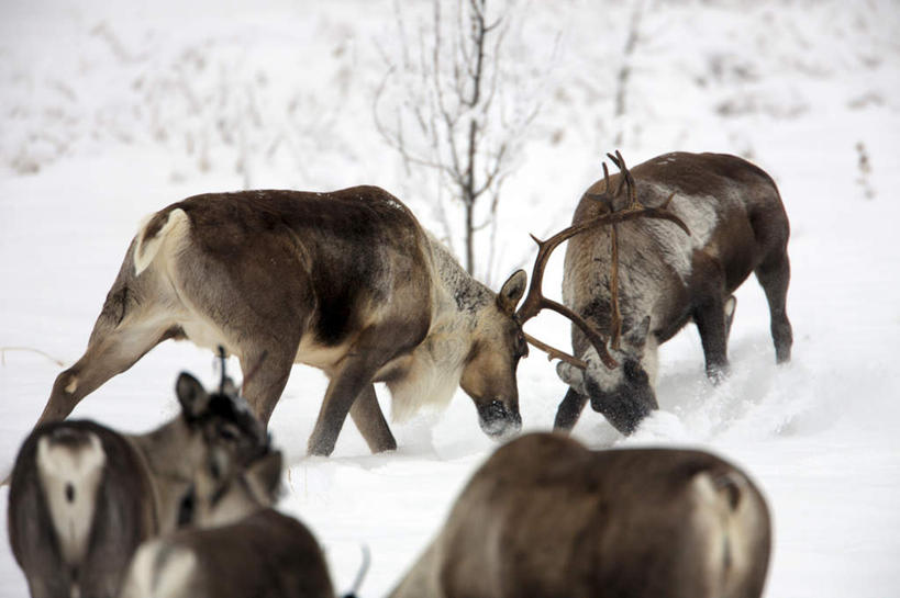 无人,站,横图,室外,白天,正面,旅游,度假,幸福,美景,雪,植物,大雪,哺乳动物,鹿,野生动物,加拿大,积雪,景观,雪景,冬季,冬天,娱乐,树,树木,绿色,自然,动物,站着,享受,休闲,景色,放松,寒冷,可爱,四头,活泼,生长,成长,打架,吉祥,北美,北美洲,自然风光,打斗,美洲,北亚美利加洲,亚美利加洲,进取,角鹿,严寒,驯鹿,站立,半身,彩图