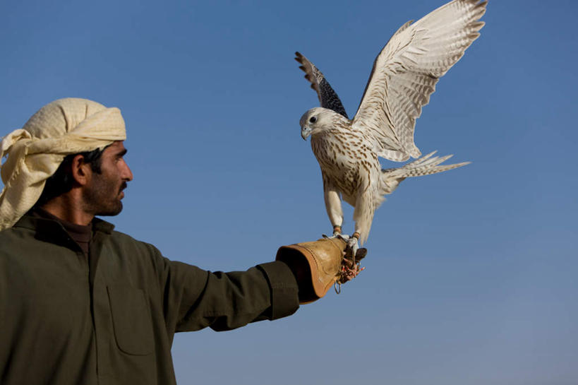 一个人,站,横图,室外,白天,侧面,安全,鸟,野生动物,鹰,羽毛,亚洲,仅一个男性,仅一个人,仅一个中年男性,伸展,张开,展翅,阴影,服装,轻盈,柔软,光线,翅膀,鸟类,头巾,影子,防护,休闲装,一只,衣服,蓝色,蓝天,天空,阳光,动物,手套,天,站着,休闲,休闲服,服饰,晴朗,保护,保险,凶猛,张开翅膀,鸢,万里无云,轻柔,保全,周全,安稳,安定,防护手套,展开翅膀,残暴,平安,凶残,男人,男性,中年男性,阿拉伯人,白种人,亚洲人,晴空,晴空万里,老鹰,站立,半身,彩图