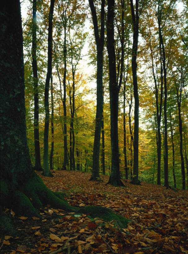 无人,竖图,室外,白天,仰视,美景,树林,植物,叶子,瑞典,欧洲,阴影,高耸,平静,光线,影子,景观,泥土,土壤,枯叶,落叶,树,树木,绿色,阳光,自然,景色,安静,茂密,茂盛,生长,成长,宁静,斯堪的纳维亚,静谧,自然风光,北欧,斯堪的纳维亚半岛,沉静,恬静,安祥,僻静,清静,太平,瑞典王国,挺拔,叶,叶片,彩图,低角度拍摄