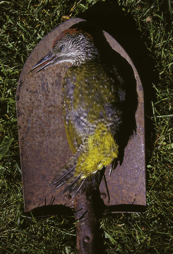 无人,闭眼,竖图,俯视,室外,白天,草地,草坪,植物,鸟,羽毛,阴影,轻盈,柔软,生锈,光线,鸟类,铲子,工具,影子,草,一只,绿色,阳光,腐蚀,侵蚀,死亡,轻柔,殒命,灭亡,对象,腐化,锈迹斑斑,闭眼睛,闭着眼,闭着眼睛,彩图,高角度拍摄,全身