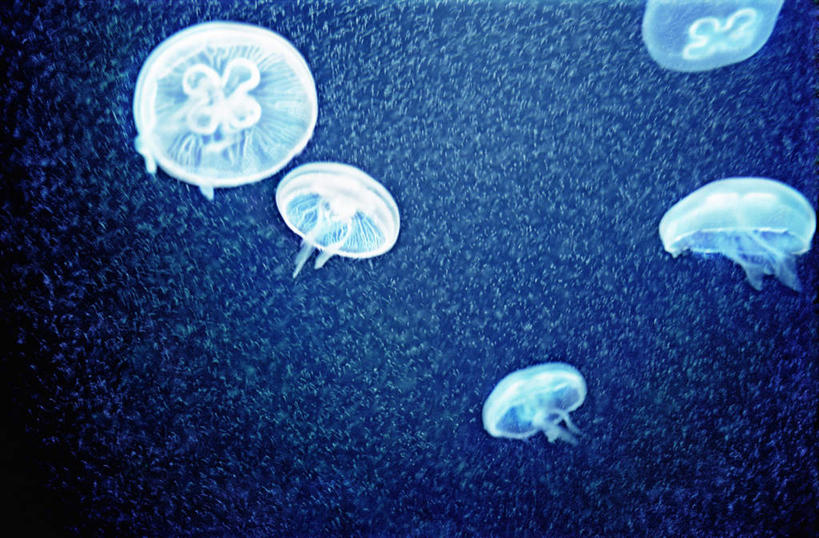 游泳,无人,横图,室外,特写,白天,仰视,海底,水下,一群,许多,阴影,光线,影子,水底,很多,美丽,海洋生物,无脊椎动物,阳光,海底世界,水生动物,浮游动物,水生物,凶猛,海底动物,泅水,拍浮,海床,水母,彩图,低角度拍摄,全身