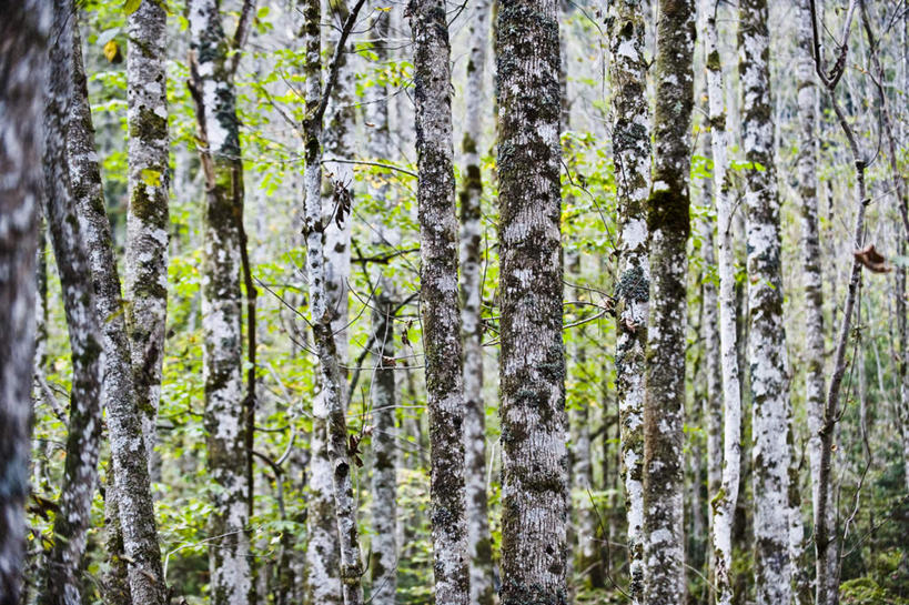 无人,横图,室外,白天,正面,旅游,度假,美景,植物,叶子,德国,欧洲,一排,阴影,整齐,并列,并排,光线,影子,景观,绿叶,娱乐,树,树木,排列,绿色,阳光,自然,享受,休闲,嫩叶,景色,放松,白桦,生长,成长,西欧,队列,自然风光,平行,德意志联邦共和国,巴伐利亚,巴伐利亚州,拜恩州,拜恩自由州,贝希特斯加登,贝希特斯加登县,叶,叶片,桦树,桦皮树,桦木,彩图