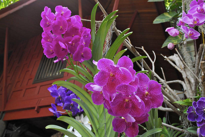 无人,家,木屋,横图,室外,白天,仰视,旅游,度假,花海,花圃,美景,植物,叶子,泰国,亚洲,阴影,盛开,光线,影子,景观,花蕾,娱乐,住宅,花,花瓣,花朵,花卉,鲜花,粉色,绿色,紫色,阳光,自然,花丛,花束,花田,花苞,花蕊,享受,休闲,景色,放松,东南亚,自然风光,泰王国,彩图,低角度拍摄,茅舍,茅屋,棚屋,小木屋,小屋