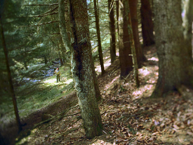 西方人,一个人,走,横图,室外,白天,正面,旅游,度假,美景,森林,树林,植物,道路,路,叶子,欧洲,欧洲人,仅一个男性,仅一个人,仅一个中年男性,阴影,枯萎,光线,影子,景观,小路,枯叶,落叶,树桩,枝条,交通,娱乐,树,树干,树木,树枝,绿色,阳光,自然,享受,休闲,木桩,景色,放松,乡间小路,生长,成长,死亡,自然风光,虬枝,枝杈,枯败,男人,男性,中年男性,白种人,叶,叶片,步行,散步,走路,彩图,全身