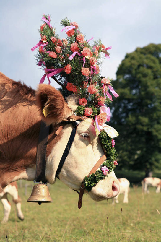 竖图,室外,特写,白天,侧面,旅游,度假,草地,草坪,植物,牛,叶子,阴影,盛开,光线,影子,带子,花蕾,娱乐,草,花,花瓣,花朵,花卉,鲜花,树,树木,蓝色,绿色,蓝天,天空,阳光,自然,动物,花束,天,花苞,花蕊,享受,休闲,家畜,放松,四头,牲畜,生长,成长,母牛,半身,彩图