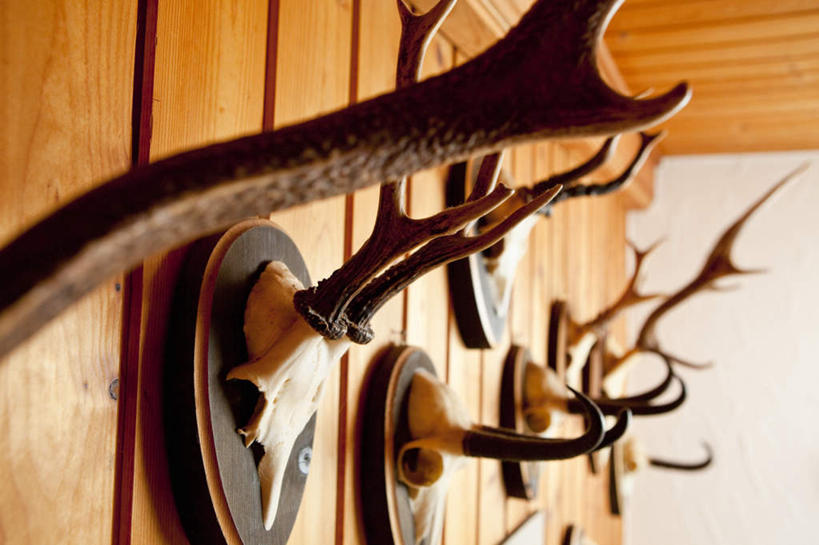 无人,家,木屋,横图,室内,特写,白天,正面,窗户,野生动物,羊,一排,许多,吊挂,悬挂,阴影,整齐,装饰,光线,羚羊,影子,墙,很多,挂,玻璃窗,墙壁,墙面,住宅,排列,阳光,动物,可爱,活泼,华丽,修饰,点缀,队列,鹿角,衬托,美观,雅致,雅观,岩羚,彩图,茅舍,茅屋,棚屋,小木屋,小屋