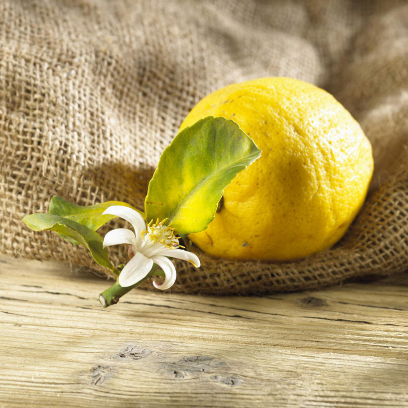 无人,方图,俯视,室内,特写,白天,柠檬,袋子,水果,叶子,阴影,新鲜,盛开,反射,影子,生食,食品,果实,绿叶,花蕾,麻袋,花,花瓣,花朵,鲜花,食物,一个,容器,花苞,花蕊,嫩叶,有机食品,绿色食品,单个,储藏,芸香,储存,臭草,柠檬花,叶,叶片,益母果,柠果,彩图,高角度拍摄,贮存