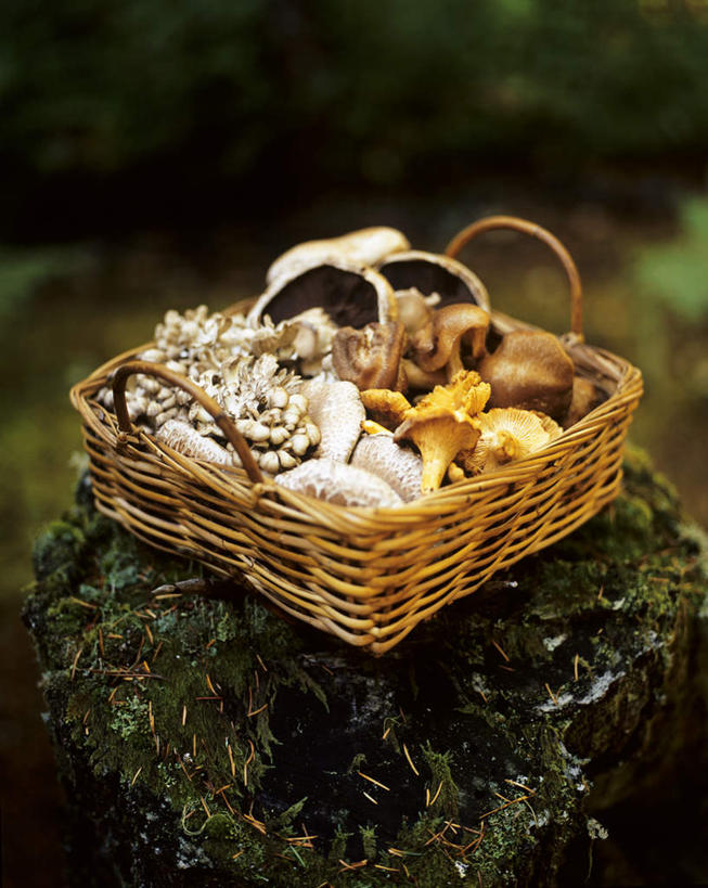 无人,交叉,竖图,俯视,室外,特写,白天,石头,竹子,蔬菜,阴影,竹制,朦胧,模糊,新鲜,编织,光线,篮子,石子,影子,菌菇,蘑菇,食品,青苔,苔藓,菌类,食物,一个,竹篮,食用菌,有机食品,绿色食品,单个,竹条,交织,竹制品,穿插,石块,岩石,彩图,高角度拍摄