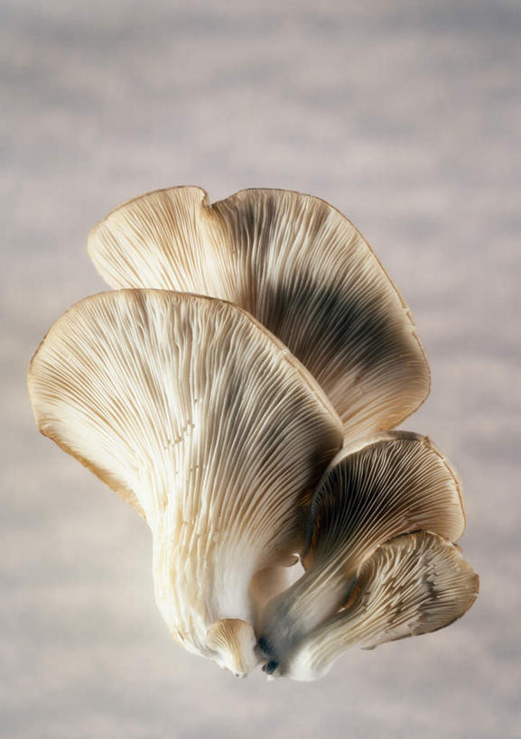 无人,竖图,室内,特写,白天,正面,蔬菜,阴影,灰色背景,新鲜,光线,影子,菌菇,蘑菇,食品,菌类,食物,四个,食用菌,摄影,有机食品,绿色食品,影棚,蚝蘑,彩图,影棚拍摄,拍摄