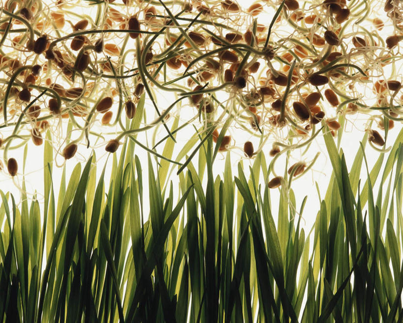 无人,横图,俯视,室内,特写,白天,背景,白色背景,爱情,自由,幸福,农作物,小麦,蔬菜,叶子,阴影,朦胧,模糊,新鲜,光线,影子,谷物,食品,三叶草,绿叶,食物,白色,嫩叶,摄影,麦子,有机食品,绿色食品,影棚,希望,和平,车轴草,苜蓿,统一,配景,团结,叶,叶片,布景,彩图,高角度拍摄,影棚拍摄,拍摄