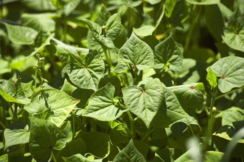 无人,横图,俯视,室外,特写,白天,农作物,美景,叶子,许多,阴影,光线,影子,景观,谷物,绿叶,很多,荞麦,绿色,阳光,自然,嫩叶,景色,麦子,自然风光,叶,叶片,彩图,高角度拍摄