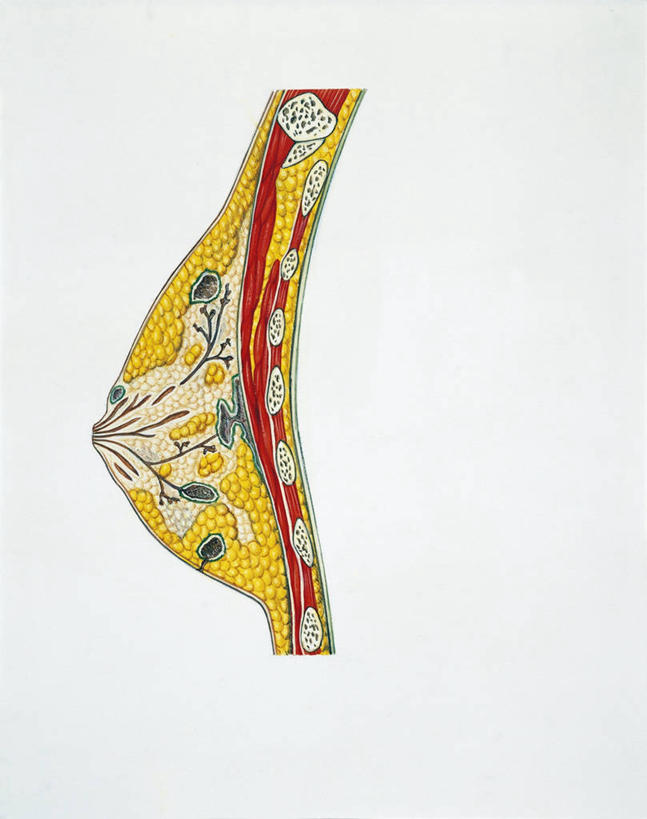 乳房,无人,竖图,插画,白色背景,侧面,数码,科技,阴影,网络,高光,几何,计算机图形,合成,图画,画,生病,摄影,部分,电脑合成图,数码合成图,合成图,漫画,写实,具体,具象,人体结构,彩图,乳腺炎