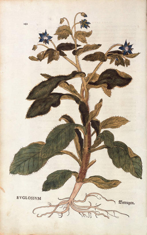无人,竖图,插画,特写,数码,科技,植物,叶子,阴影,网络,根部,高光,几何,计算机图形,合成,图画,画,摄影,电脑合成图,数码合成图,生物学,合成图,草本,漫画,琉璃苣,写实,具体,具象,拉丁文,彩图