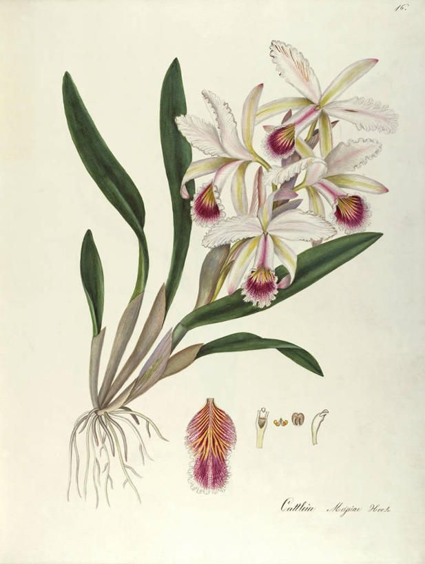 无人,竖图,插画,白色背景,绘画,数码,科技,植物,叶子,阴影,艺术,网络,种子,根部,高光,几何,计算机图形,合成,图画,画,花,花朵,自然,摄影,颜料,美术,电脑合成图,数码合成图,生物学,合成图,草本,漫画,18世纪,写实,具体,具象,洋兰,美术工艺,兰花,彩图