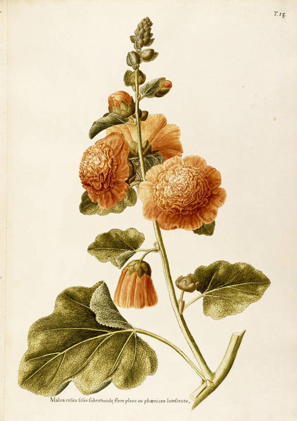 无人,竖图,插画,白色背景,绘画,数码,科技,植物,叶子,阴影,艺术,网络,茎,高光,几何,计算机图形,合成,图画,画,花,自然,摄影,颜料,美术,电脑合成图,数码合成图,生物学,合成图,草本,漫画,18世纪,写实,具体,具象,金钱紫花葵,锦葵,荆葵,钱葵,淑气花,小白淑气花,恩惠,美术工艺,彩图,二年生植物