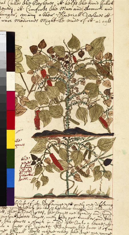 无人,竖图,插画,特写,白色背景,数码,科技,植物,叶子,阴影,丰富,网络,文字,食品,茎,高光,几何,计算机图形,合成,图画,饮食,画,自然,摄影,生长,英文字母,手写,电脑合成图,数码合成图,生物学,合成图,清新,黑胡椒子,漫画,健康食物,写实,具体,具象,美术工艺,胡椒,彩图