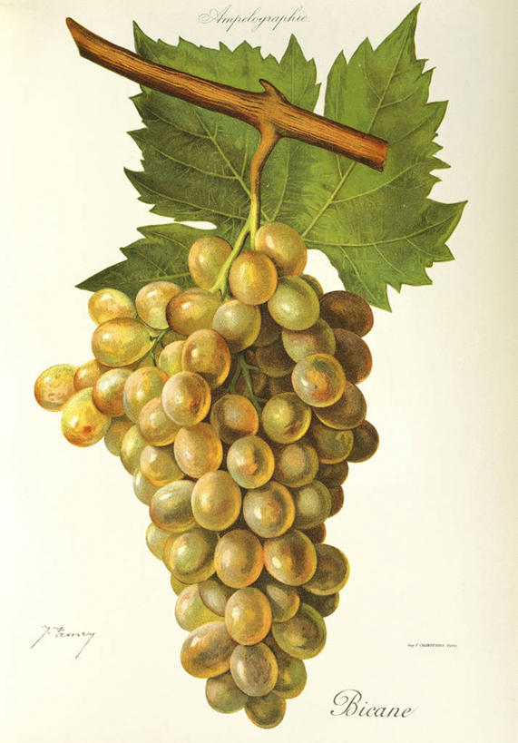 无人,竖图,插画,特写,白色背景,数码,科技,水果,叶子,阴影,艺术,网络,生食,意大利食品,高光,几何,计算机图形,串,合成,图画,饮食,画,一个,摄影,单个,电脑合成图,数码合成图,合成图,白葡萄,清新,漫画,意大利文化,写实,具体,具象,彩图,影棚拍摄