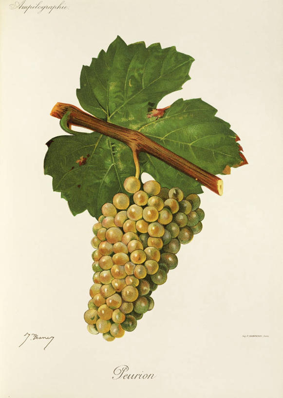 无人,竖图,插画,特写,白色背景,数码,科技,水果,叶子,阴影,艺术,网络,生食,意大利食品,高光,几何,计算机图形,串,合成,图画,饮食,画,一个,摄影,单个,电脑合成图,数码合成图,合成图,白葡萄,清新,漫画,意大利文化,写实,具体,具象,彩图,影棚拍摄