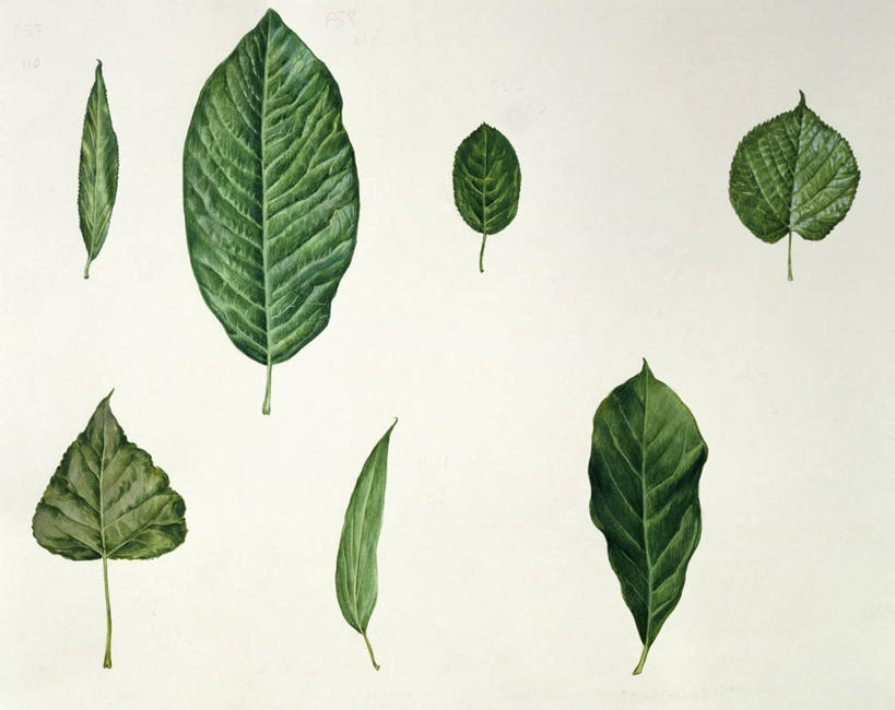 无人,横图,插画,特写,白色背景,正面,数码,科技,叶子,一排,阴影,形状,整齐,网络,茎,高光,几何,计算机图形,合成,图画,画,排列,自然,人体,电脑合成图,数码合成图,生物学,合成图,队列,漫画,写实,具体,具象,三角肌,美术工艺,彩图,影棚拍摄